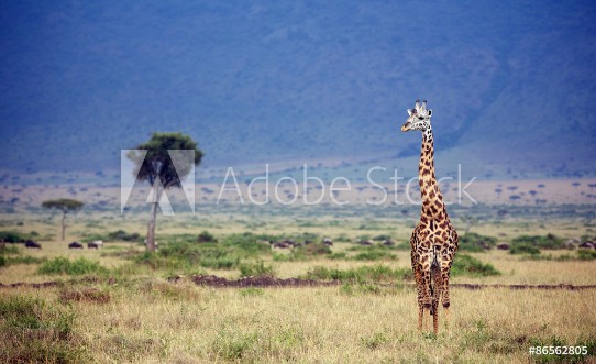 Bild på Wild giraffe in the Masai Mara